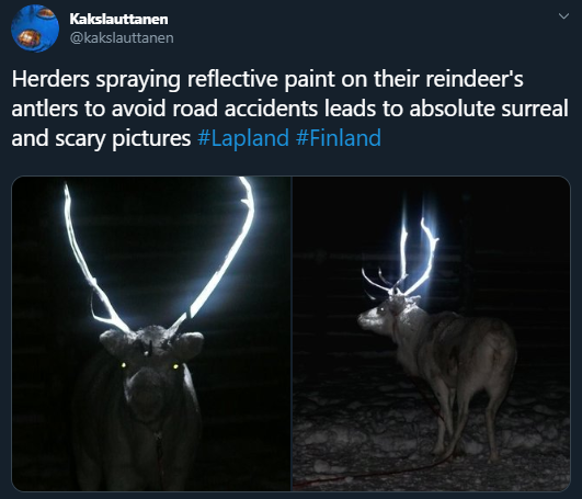 antler - Kakslauttanen Herders spraying reflective paint on their reindeer's antlers to avoid road accidents leads to absolute surreal and scary pictures ,