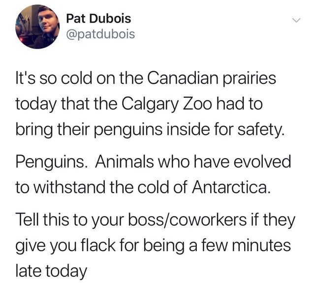 raccoon mistletoe meme - Pat Dubois It's so cold on the Canadian prairies today that the Calgary Zoo had to bring their penguins inside for safety. Penguins. Animals who have evolved to withstand the cold of Antarctica. Tell this to your bosscoworkers if 