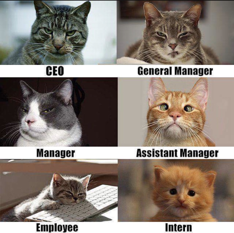 hierarchy cats - Ceo General Manager Manager Assistant Manager Employee Intern