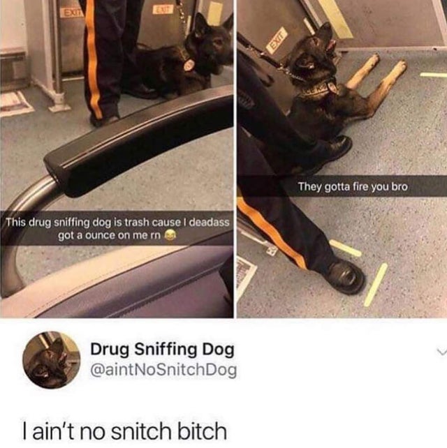 drug sniffing dog meme - Ex They gotta fire you bro This drug sniffing dog is trash cause I deadass got a ounce on me rn Drug Sniffing Dog I ain't no snitch bitch