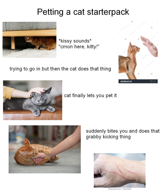 pet - Petting a cat starterpack kissy sounds "cmon here, kitty!" trying to go in but then the cat does that thing shutterstock cat finally lets you pet it suddenly bites you and does that grabby kicking thing