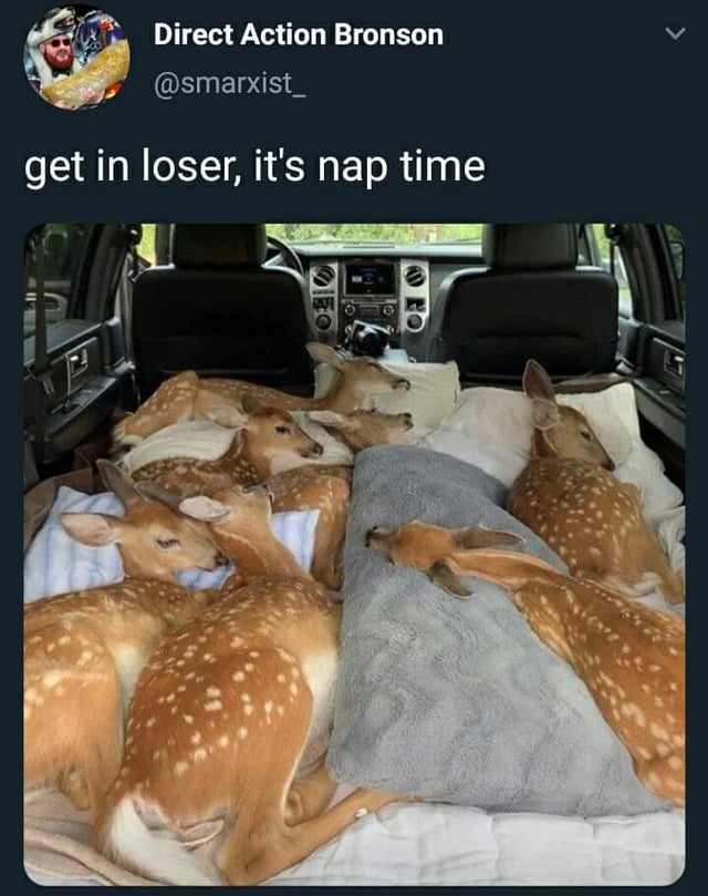 cute deers - Direct Action Bronson get in loser, it's nap time Olic