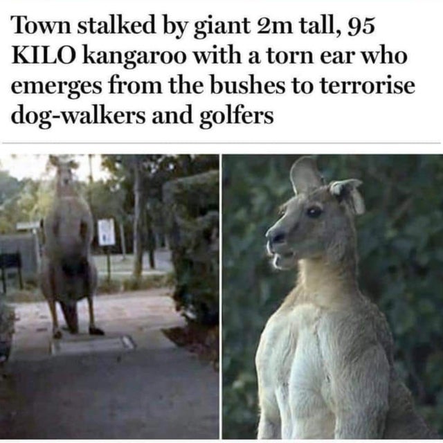 2 meter kangaroo - Town stalked by giant 2m tall, 95 Kilo kangaroo with a torn ear who emerges from the bushes to terrorise dogwalkers and golfers