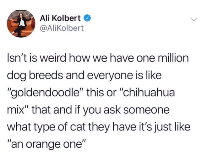 im not jealous flavio im gay - Ali Kolbert Isn't is weird how we have one million dog breeds and everyone is "goldendoodle" this or "chihuahua mix" that and if you ask someone what type of cat they have it's just "an orange one"