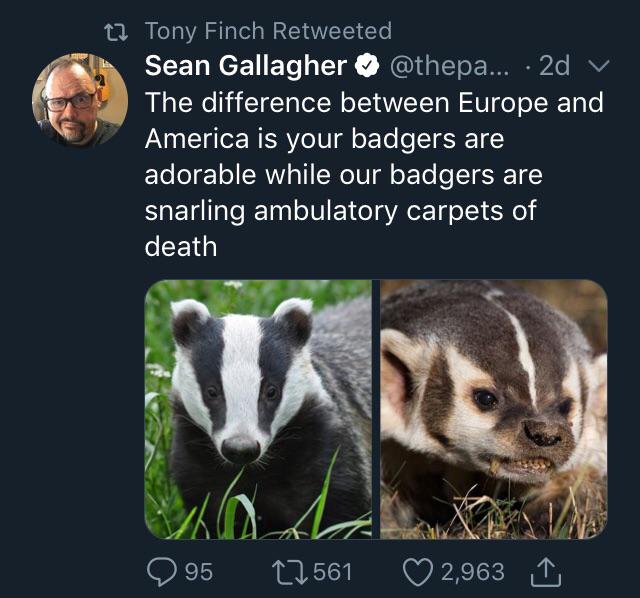 photo caption - t2 Tony Finch Retweeted Sean Gallagher ... 2d v The difference between Europe and America is your badgers are adorable while our badgers are snarling ambulatory carpets of death ' 95 27561 2,963 I