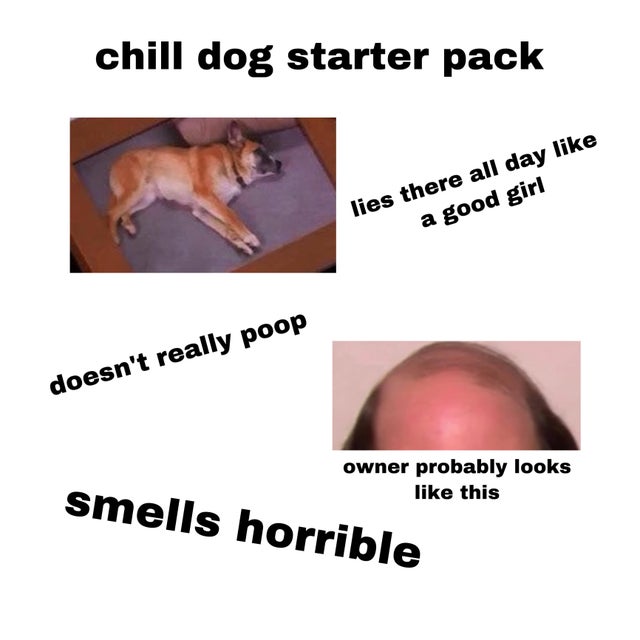 pet - chill dog starter pack lies there all day a good girl doesn't really poop owner probably looks this smells horrible