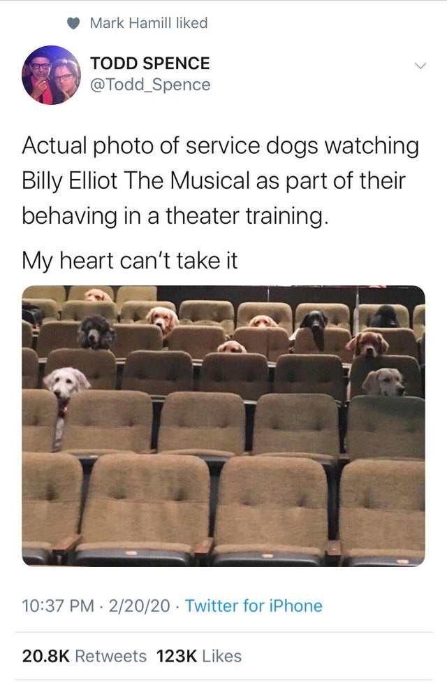 service dogs theatre - Mark Hamill d Todd Spence Actual photo of service dogs watching Billy Elliot The Musical as part of their behaving in a theater training. My heart can't take it 22020 Twitter for iPhone