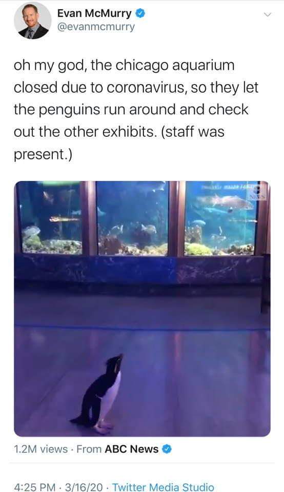 water - Evan McMurry oh my god, the chicago aquarium closed due to coronavirus, so they let the penguins run around and check out the other exhibits. staff was present. 1.2M views. From Abc News . 31620. Twitter Media Studio