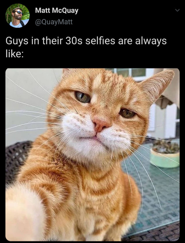 cat taking a selfie - Guys in their 30s selfies are always like this