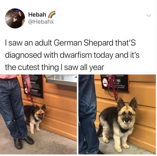 adult german shepherd diagnosed with dwarfism - Hebah I saw an adult German Shepard that's diagnosed with dwarfism today and it's the cutest thing I saw all year