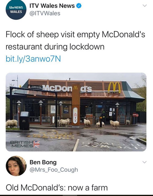 Flock of sheep visit empty McDonald's restaurant during lockdown