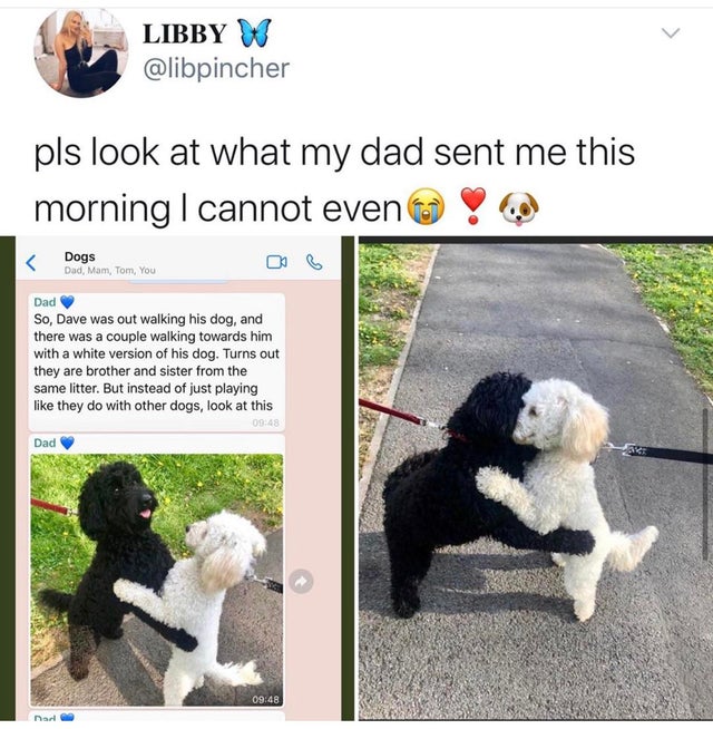 photo caption - Is Libby W pls look at what my dad sent me this morning I cannot even Dogs Dad, Mam, Tom, You Dad So, Dave was out walking his dog, and there was a couple walking towards him with a white version of his dog. Turns out they are brother and 