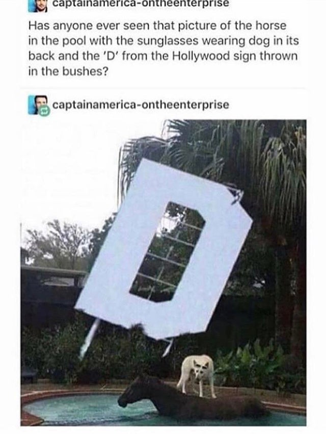 live action bojack horseman - captainamericaontheenterprise Has anyone ever seen that picture of the horse in the pool with the sunglasses wearing dog in its back and the 'D' from the Hollywood sign thrown in the bushes? captainamericaontheenterprise