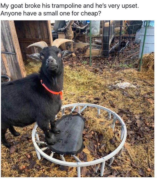 goat on a broken trampoline - My goat broke his trampoline and he's very upset. Anyone have a small one for cheap?