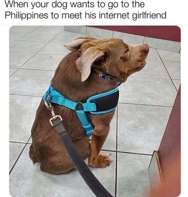 dog - When your dog wants to go to the Philippines to meet his internet girlfriend
