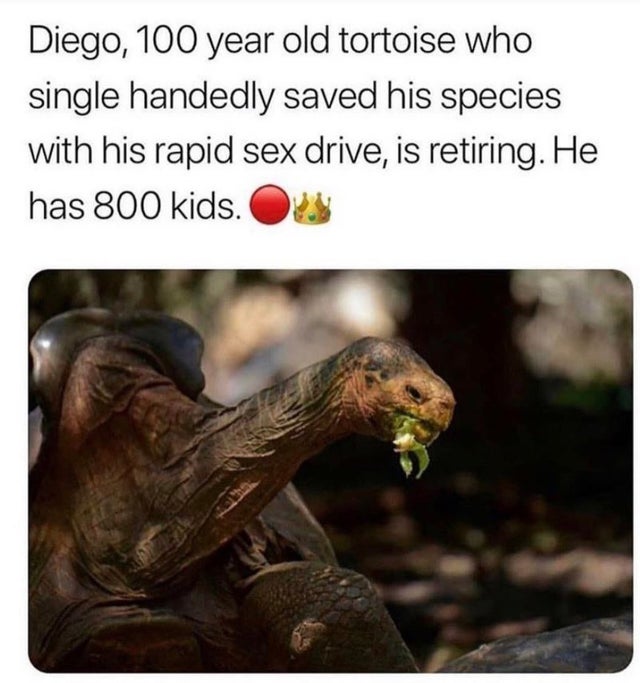 galapagos giant tortoise - Diego, 100 year old tortoise who single handedly saved his species with his rapid sex drive, is retiring. He has 800 kids.