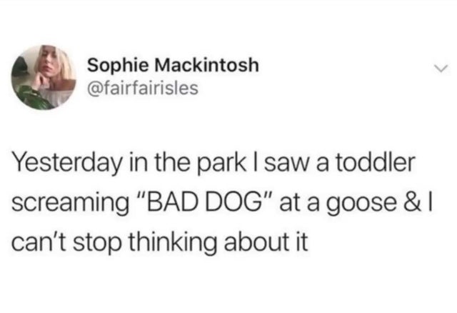 memes about forgetting to text back - Sophie Mackintosh Yesterday in the park I saw a toddler screaming "Bad Dog" at a goose & can't stop thinking about it