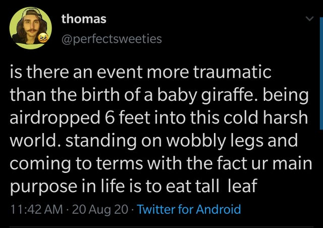 angle - thomas is there an event more traumatic than the birth of a baby giraffe. being airdropped 6 feet into this cold harsh world. standing on wobbly legs and coming to terms with the fact ur main purpose in life is to eat tall leaf 20 Aug 20 Twitter f