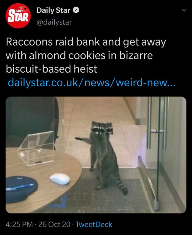daily star - Daily Star Daily Star Raccoons raid bank and get away with almond cookies in bizarre biscuitbased heist dailystar.co.uknewsweirdnew... 26 Oct 20. TweetDeck