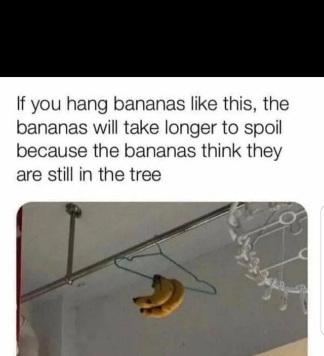 memes havard - If you hang bananas this, the bananas will take longer to spoil because the bananas think they are still in the tree