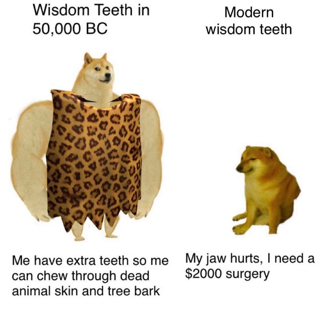 doggo before after meme template - Wisdom Teeth in 50,000 Bc Modern wisdom teeth Me have extra teeth so me can chew through dead animal skin and tree bark My jaw hurts, I need a $2000 surgery