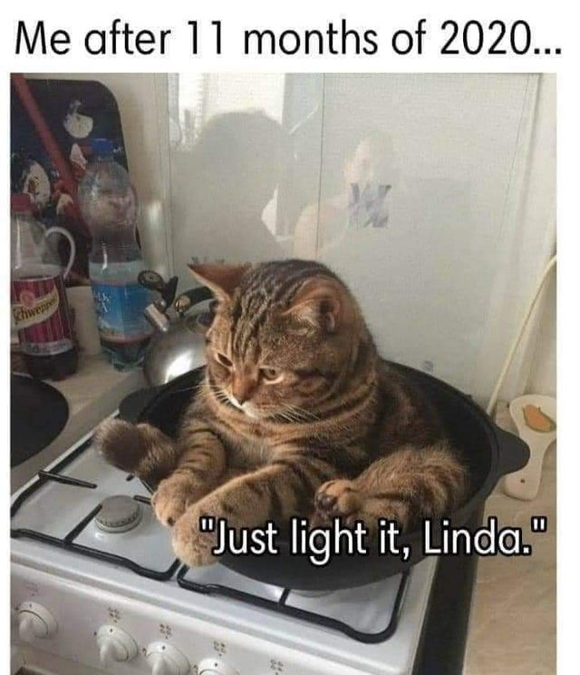 fried cats - Me after 11 months of 2020... Khweppe "Just light it, Linda."