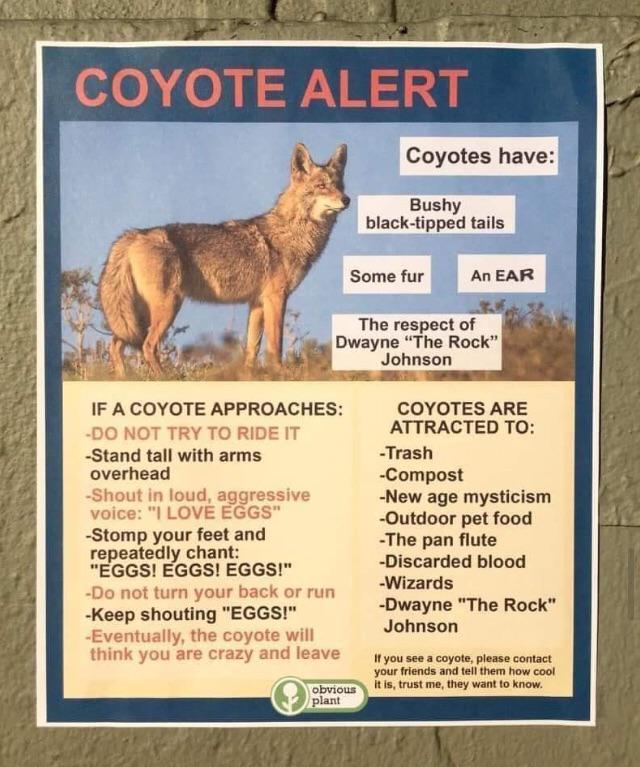 coyotes are bad meme - Coyote Alert Coyotes have Bushy blacktipped tails Some fur An Ear The respect of Dwayne "The Rock" Johnson If A Coyote Approaches Do Not Try To Ride It Stand tall with arms overhead Shout in loud, aggressive voice "I Love Eggs" Stom