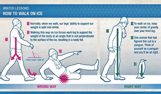 walk like a penguin on ice - Winter Lessons How To Walk On Ice Normally, when we walk, our legs' ability to support our weight is split midstride. 2 Walking this way on ice forces each leg to support the weight of the body at an angle that is not perpendi