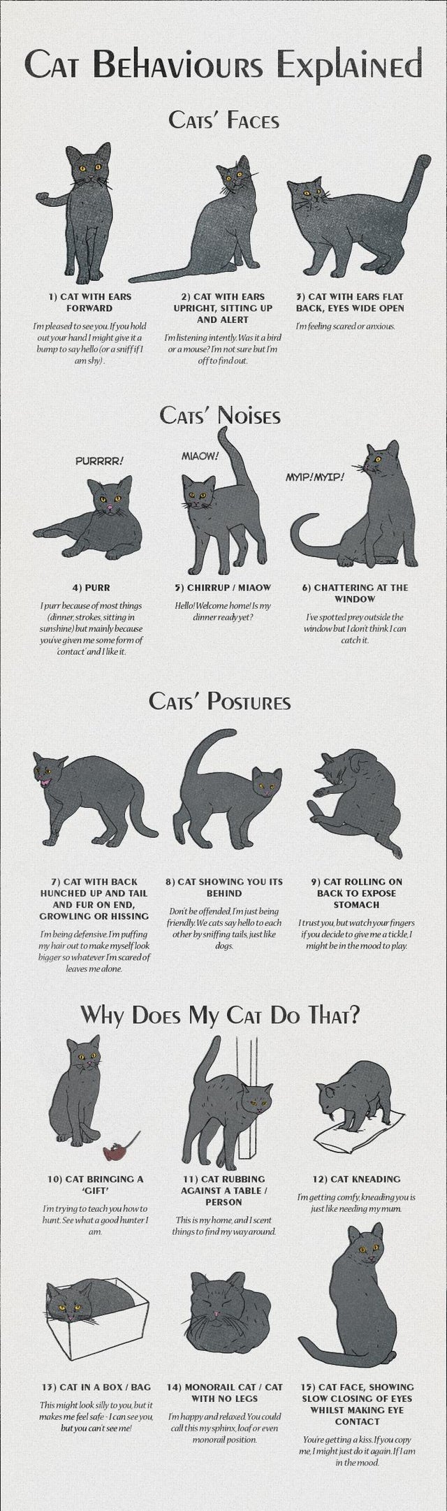 cat behaviors explained - Cat Behaviours Explained Cats' Faces 1 Cat With Ears Forward 2 Cat With Ears Upricht, Sitting Up And Alert I'm listening intently. Was it a bird or a mouse? I'm not sure but I'm offto fmdout 3 Cat With Ears Flat Back, Eyes Wide O