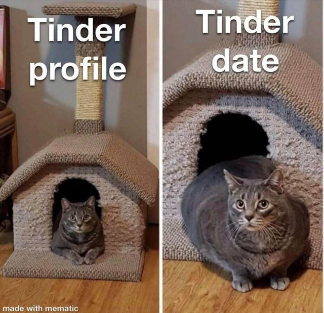 tinder profile tinder date cat - Tinder profile Tinder date made with mematic