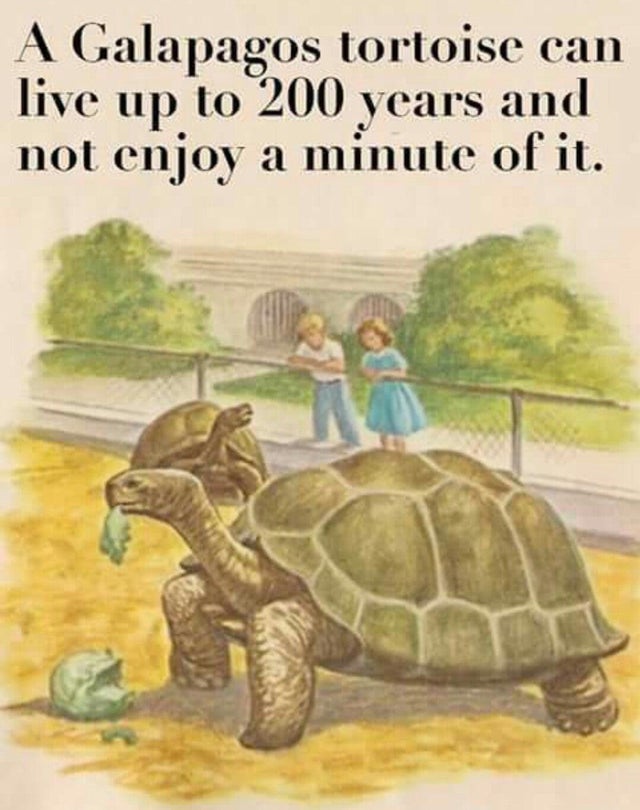 tortoise memes - A Galapagos tortoise can live up to 200 years and not enjoy a minute of it.