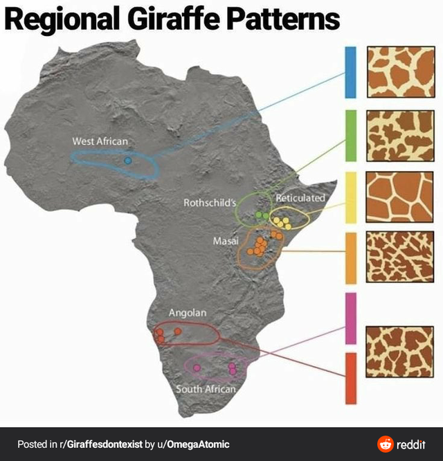 regional giraffe pattern - Regional Giraffe Patterns West African Rothschild's Reticulated Masai Angolan South African Posted in rGiraffesdontexist by uOmega Atomic reddit