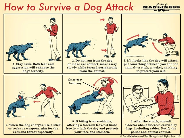 art of manliness - How to Survive a Dog Attack set Manliness 1. Stay calm. Both fear and aggression will enhance the dog's ferocity. 2. Do not run from the dog or make eye contact, move away slowly while turned peripherally from the animal. 3. If it looks