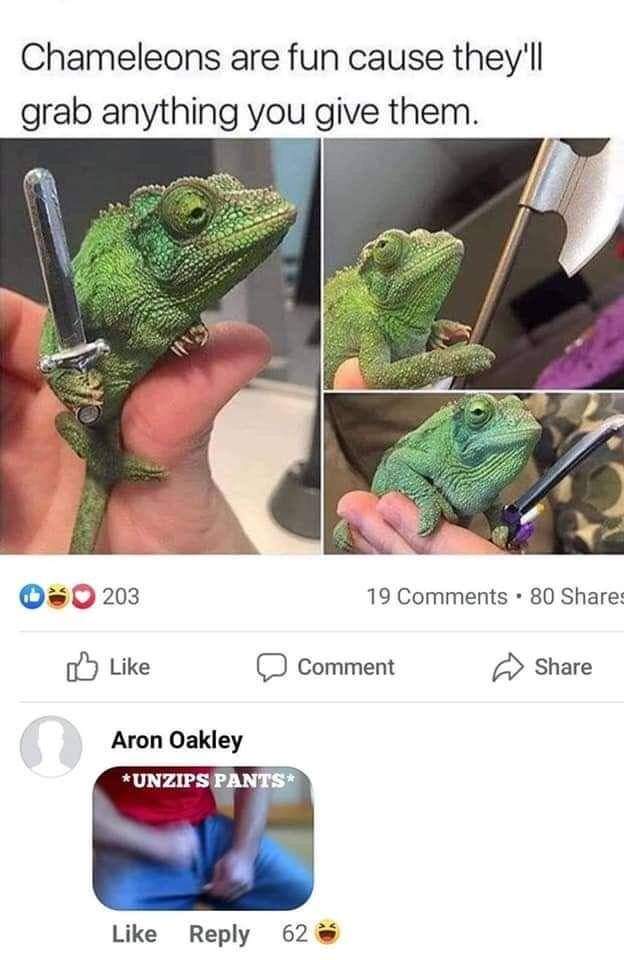 chameleons are fun because they grab anything - Chameleons are fun cause they'll grab anything you give them. 203 19 . 80 Comment Aron Oakley Unzips Pants 62