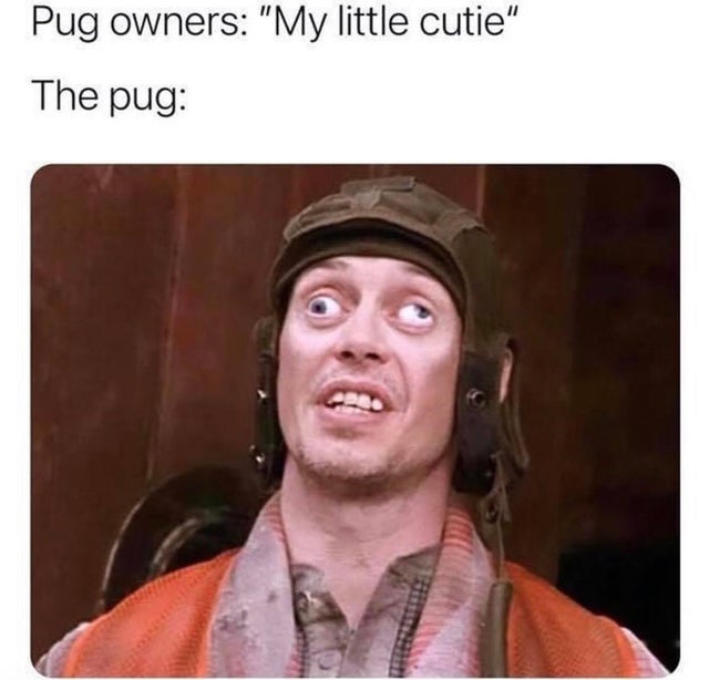steve buscemi crazy eyes - Pug owners "My little cutie" The pug