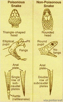 first aid for snake bite - Poisonous Snake NonPoisonous Snake Triangleshaped head Rounded head Elliptical pupil Pit Round pupil Fangs No fangs Anal plate Anal plate Single row of sub caudal plates Double row of subcaudal plates Rattle rattlesnake via pint