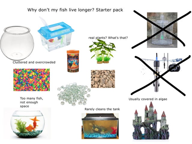 funny starter pack memes - Why don't my fish live longer? Starter pack real plants? What's that?  Cluttered and overcrowded Usually covered in algae Too many fish, not enough space Rarely cleans the tank