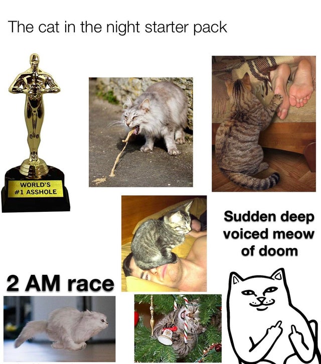 funny starter pack memes - The cat in the night starter pack World'S biggest Asshole Sudden deep voiced meow of doom 2 Am race