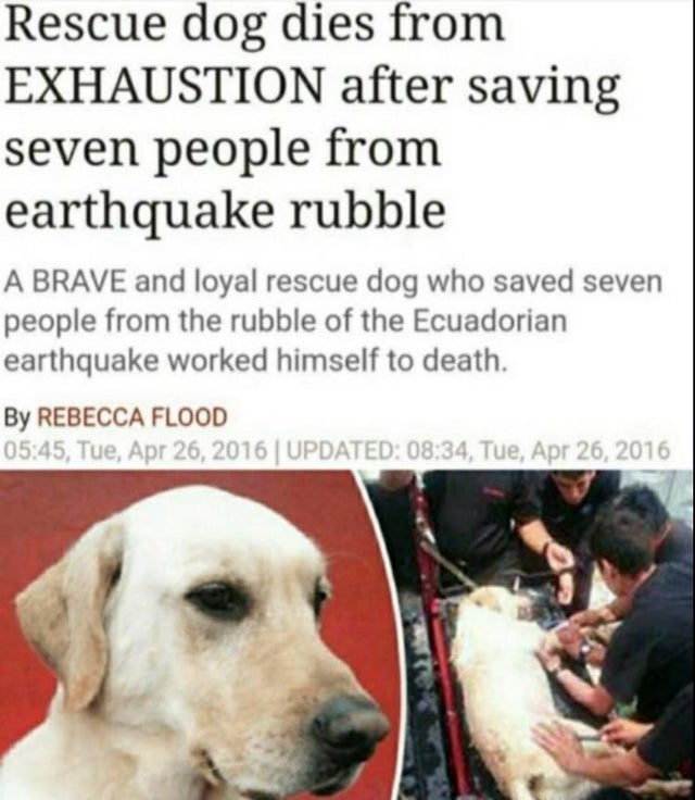 good dog - Rescue dog dies from Exhaustion after saving seven people from earthquake rubble A Brave and loyal rescue dog who saved seven people from the rubble of the Ecuadorian earthquake worked himself to death. By Rebecca Flood , Tue, | Updated , Tue,
