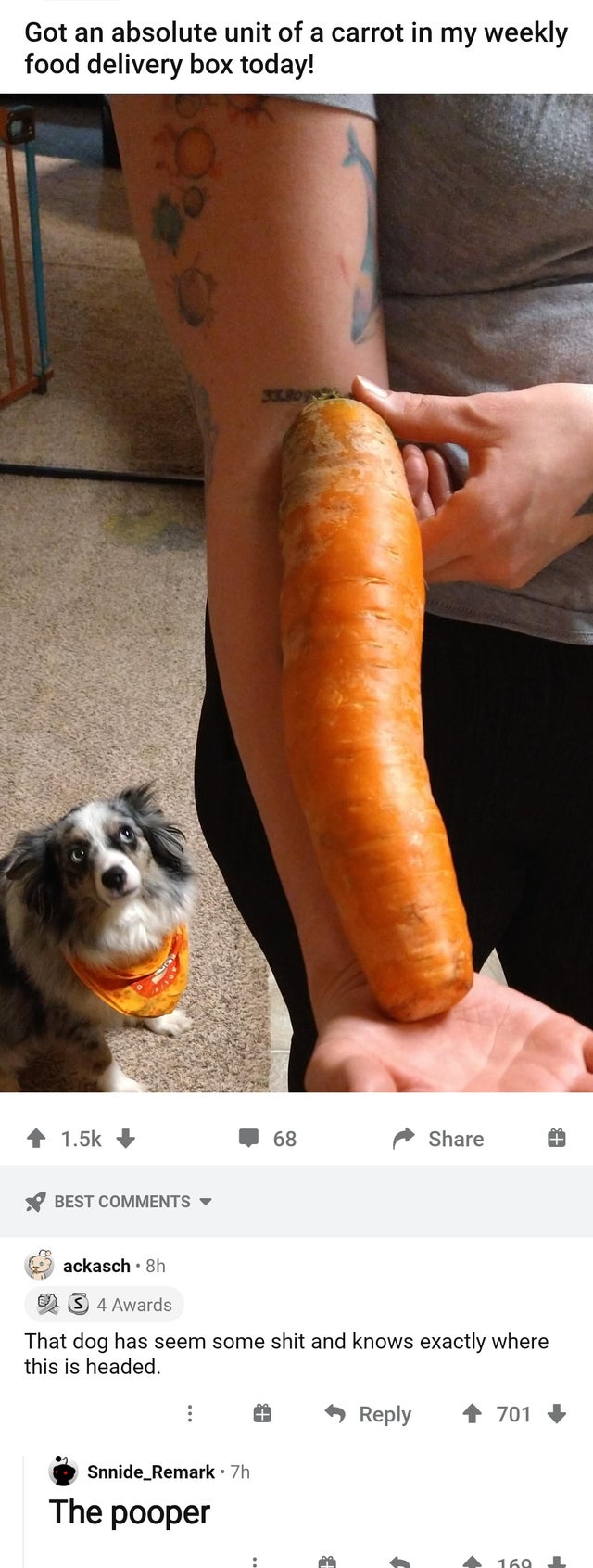 photo caption - Got an absolute unit of a carrot in my weekly food delivery box today! Bog 68 Best ackasch. 8h S 4 Awards That dog has seem some shit and knows exactly where this is headed. 701 Snnide_Remark. 7h The pooper 160