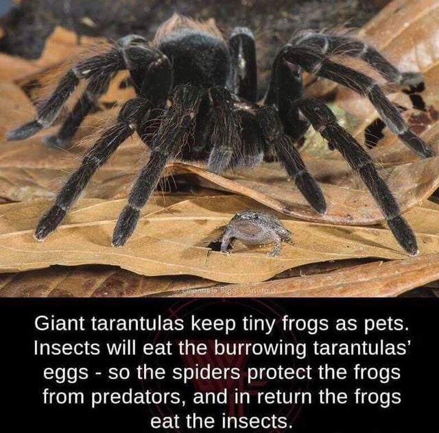 spider with pet frog - Giant tarantulas keep tiny frogs as pets. Insects will eat the burrowing tarantulas' eggs so the spiders protect the frogs from predators, and in return the frogs eat the insects.