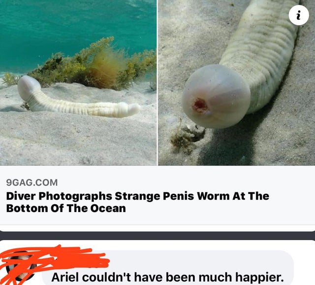 fauna - i 9GAG.Com Diver Photographs Strange Penis Worm At The Bottom Of The Ocean Ariel couldn't have been much happier.