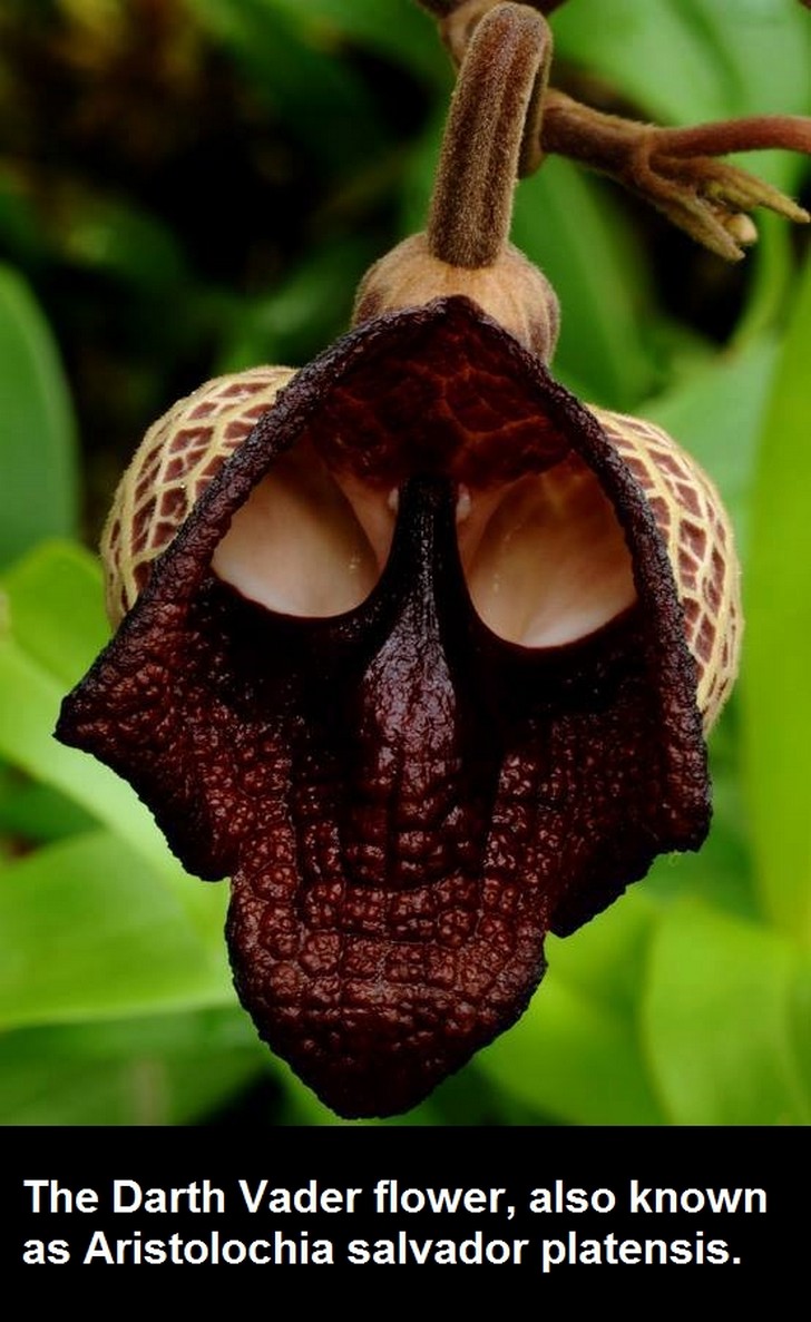 darth vader aristolochia salvadorensis - The Darth Vader flower, also known as Aristolochia salvador platensis.