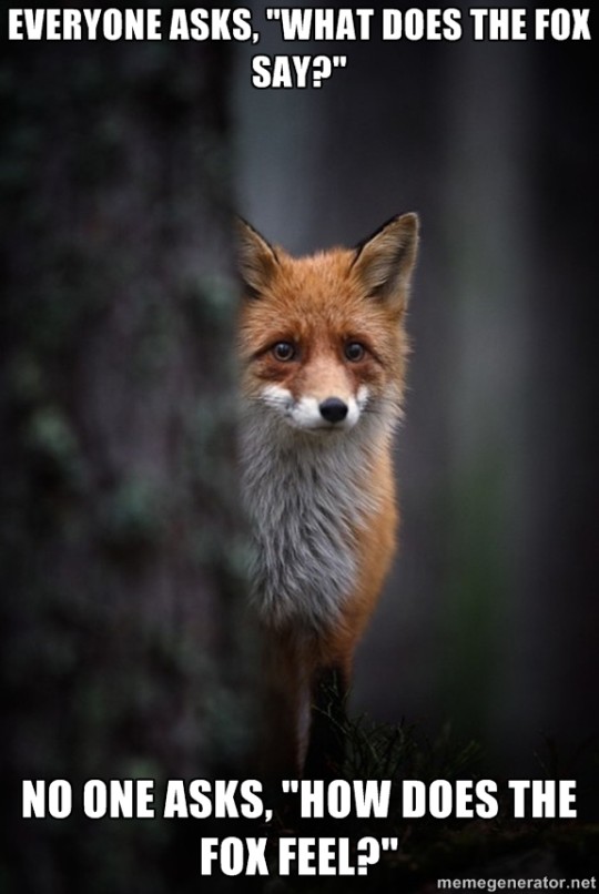 does the fox say memes - Everyone Asks, "What Does The Fox Say?" No One Asks, "How Does The Fox Feel?" memegenerator.net