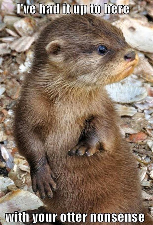 cute otter puns - I've had it up to here with your otter nonsense