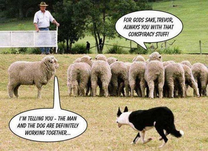 sheep dog - For Gods Sake, Trevor, Always You With That Conspiracy Stuff! Mastaan I'M Telling You The Man And The Dog Are Definitely Working Together...