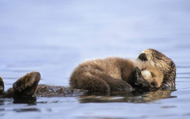 mom and baby otter drawing