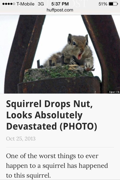 herding squirrels - ....0 TMobile 3G huffpost.com 51%D Squirrel Drops Nut, Looks Absolutely Devastated Photo One of the worst things to ever happen to a squirrel has happened to this squirrel.