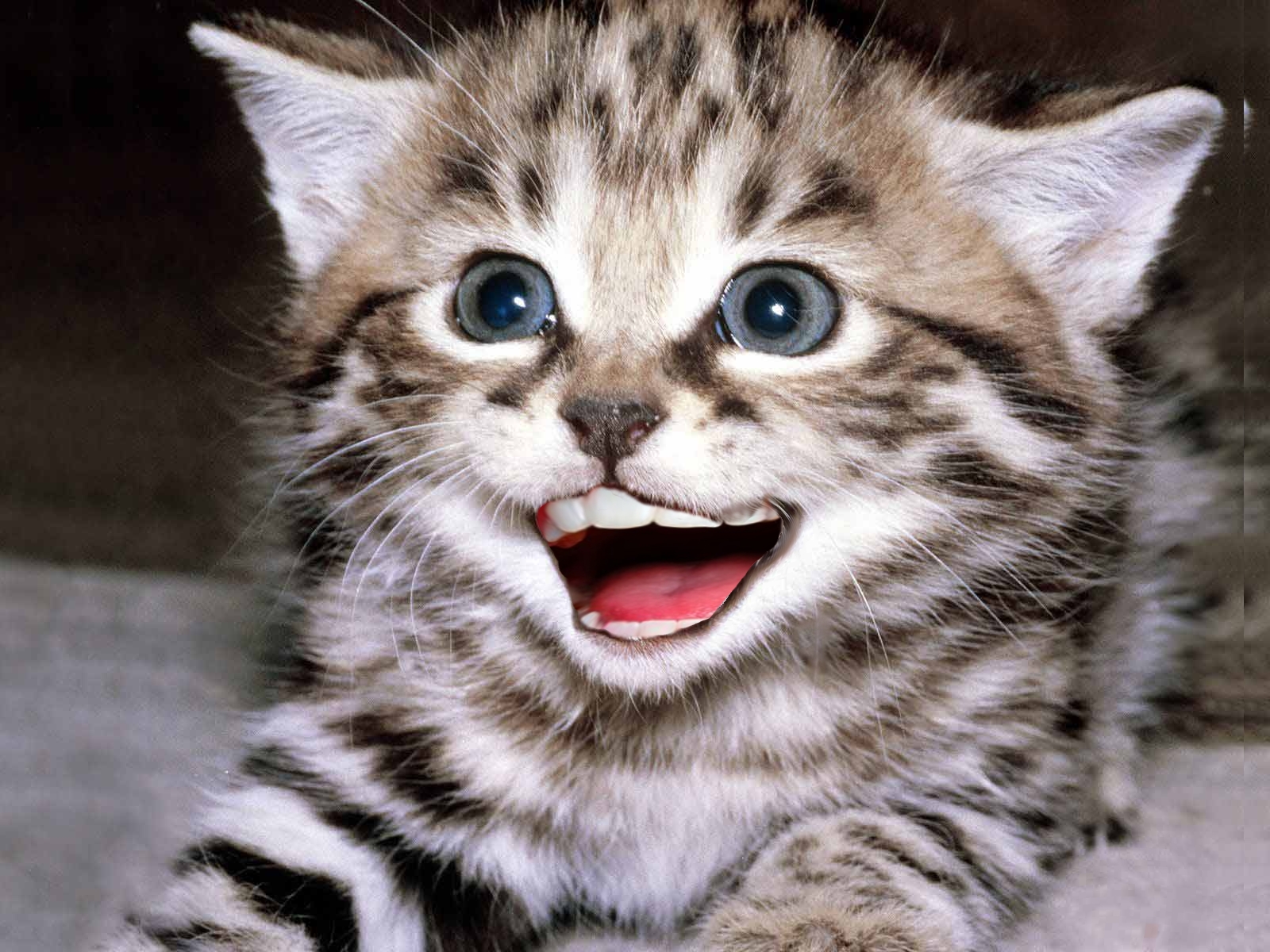 photo shopped  kitten