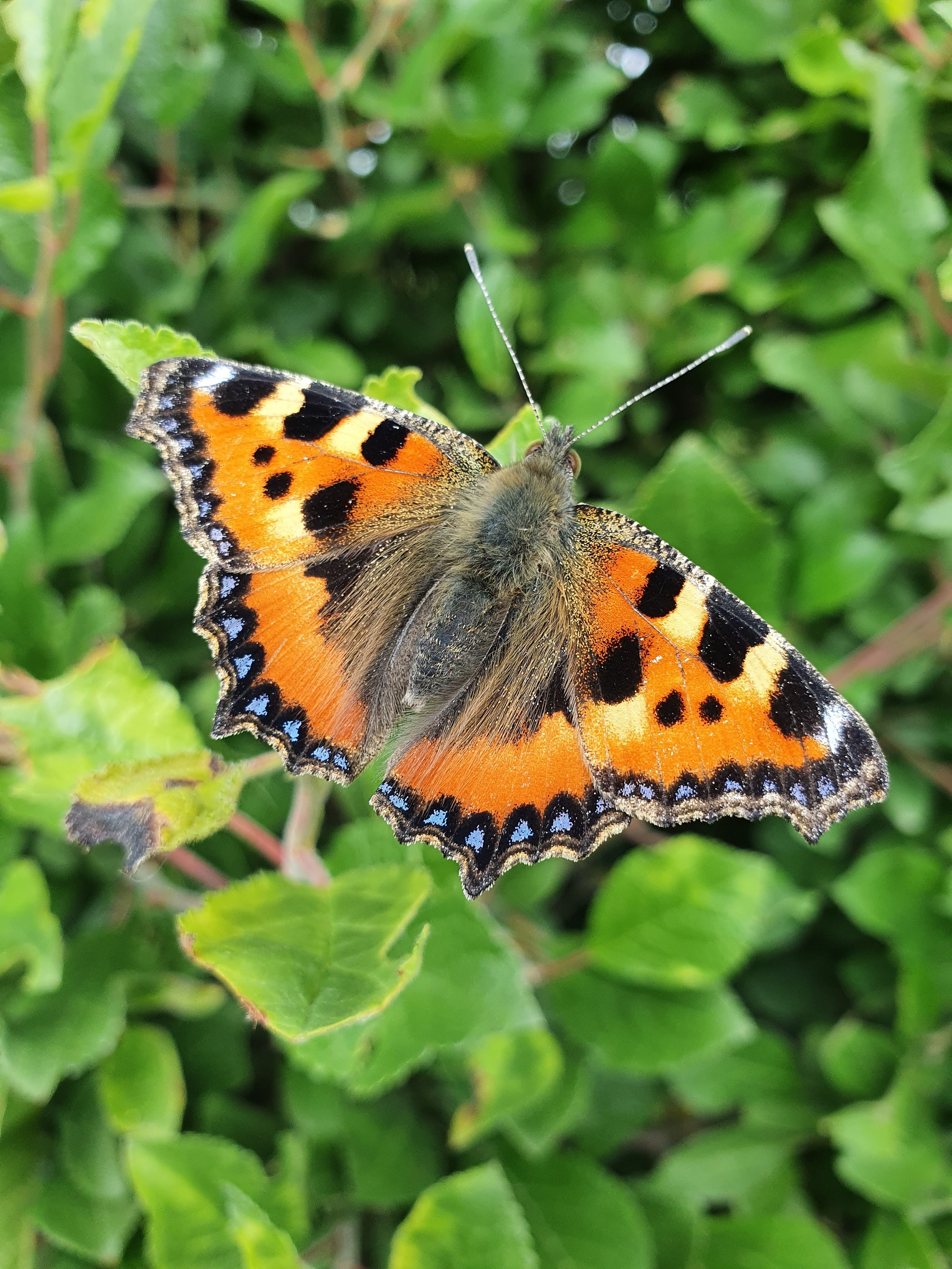 The beautiful and colourful Small Tortoiseshell Butterfly